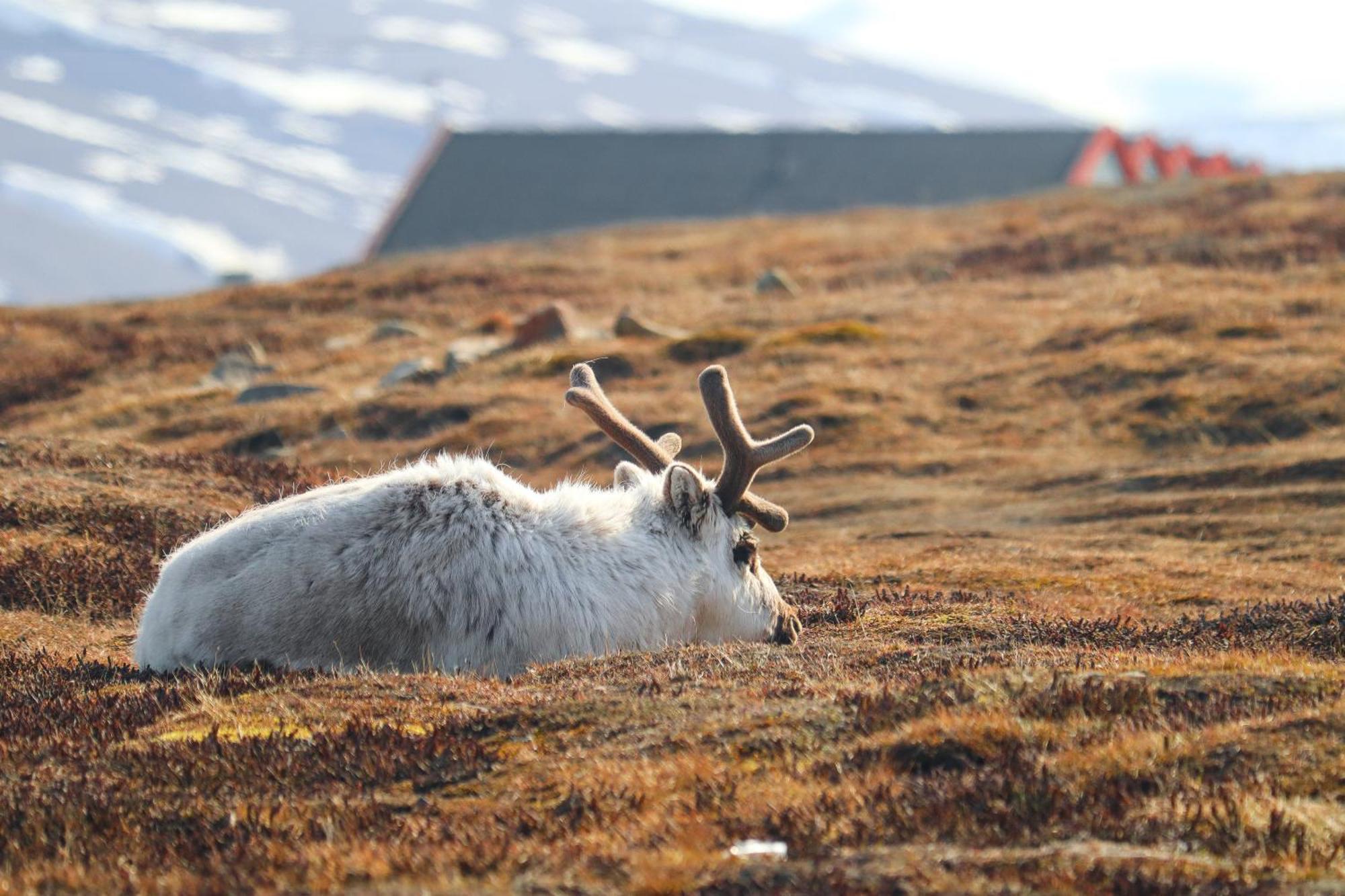 Radisson Blu Polar Hotel, Spitsbergen Longyearbyen Bagian luar foto